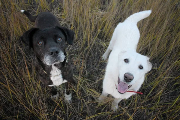 pitbull Terrier and Central Asian Shepherd Dog