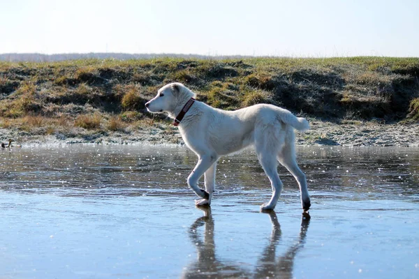 Central Asian Shepherd Dog walks around the ice lake
