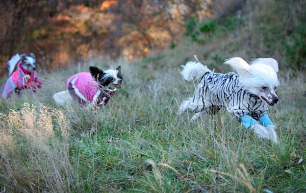 family of hairless Chinese crested dogs in clothes