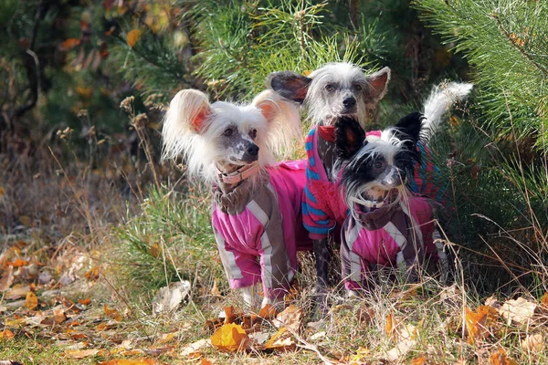 hairless Chinese crested dog in clothes