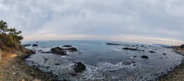Tek sıra halinde ortak (Jusangjeolli Cliff) Gyeongju Güney Kore
