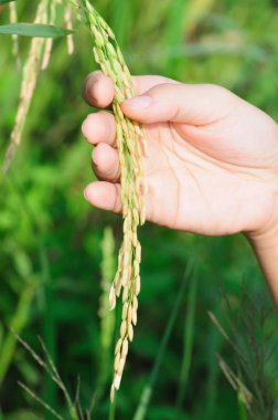 tarafından alan elinde tutarak çeltik tohumları