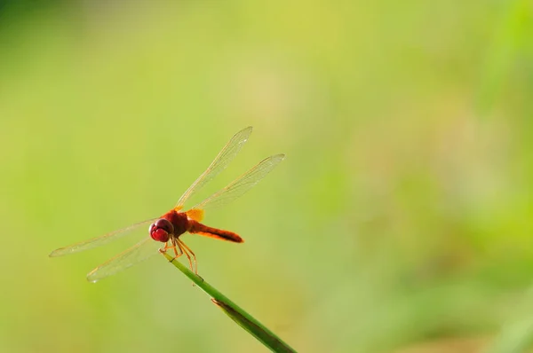 Mooie Rode Dragonfly Het Gras — Stockfoto