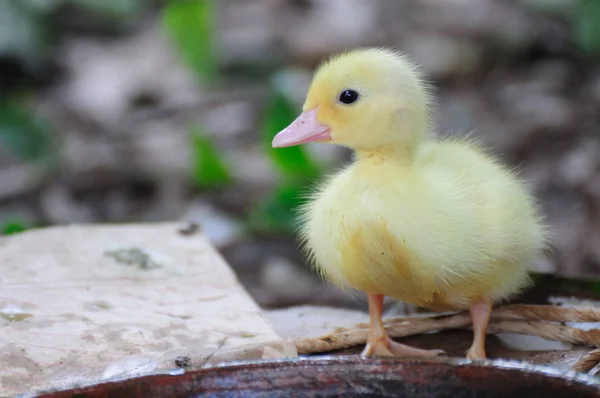 花园里可爱的小鸭子 — 图库照片