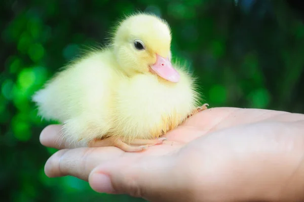 一方庭で小さなかわいい新生児アヒルの子 — ストック写真