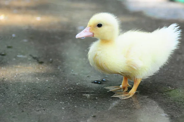 Canard Nouveau Avec Eau Sur Sol — Photo