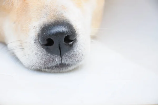 Yakın çekim uyuyor köpek burun