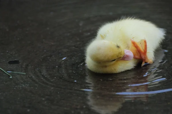 Cute little newborn duckling  cleaning and ripples on water