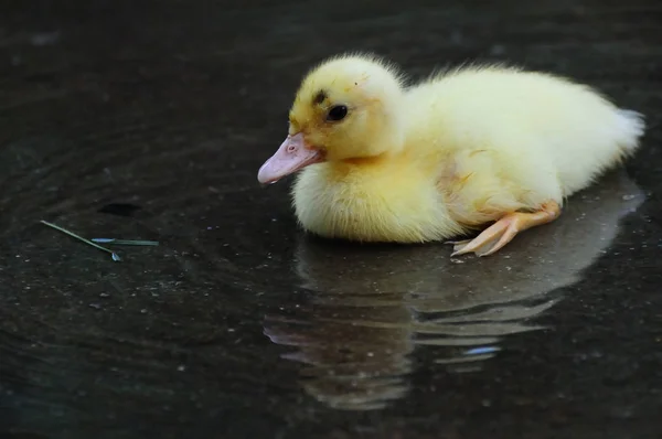 Sevimli Küçük Yeni Doğan Ördek Yavrusu Oturma Ripples — Stok fotoğraf