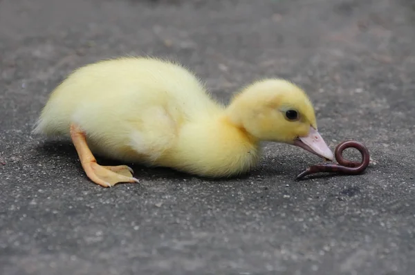 可爱的小鸭子吃蚯蚓 — 图库照片