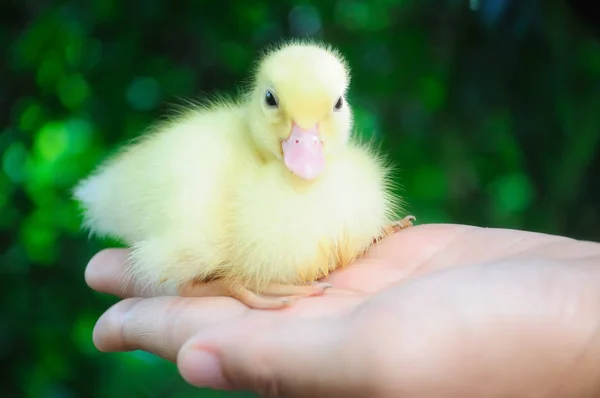 可爱的小新生小鸭在妇女手 — 图库照片