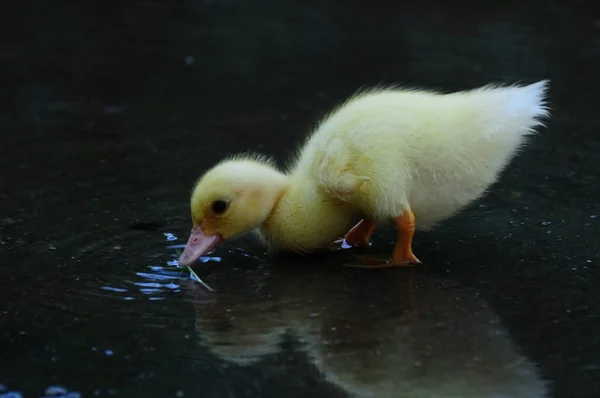 Dalgaların Çim Yeme Şirin Yeni Doğan Ördek Yavrusu — Stok fotoğraf