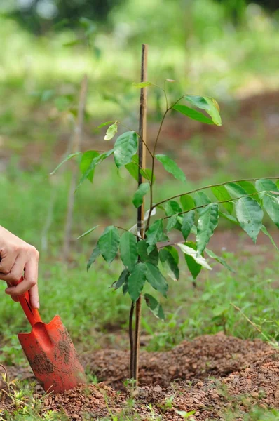 Ağaç ve odak üstünde el kürekle dikim toprak, çevre ve ekoloji kavramı digs