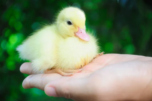 Little Cute Newborn Duckling Hand Garden Stock Picture