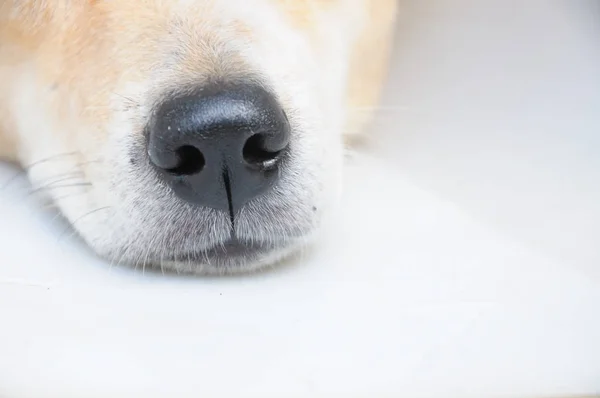 Κινηματογράφηση Πρώτο Πλάνο Μύτη Του Σκύλου Που Κοιμάται Royalty Free Φωτογραφίες Αρχείου