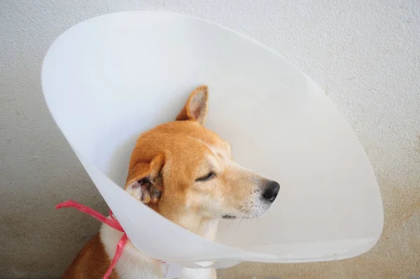 Sick Dog Wearing Funnel Collar Injured Stock Image