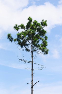 Mavi gökyüzü arka plan ile Avrupa çam ağacı