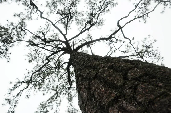 Çam ağacı görünümünden tabandan Milli Parkı, Tayland
