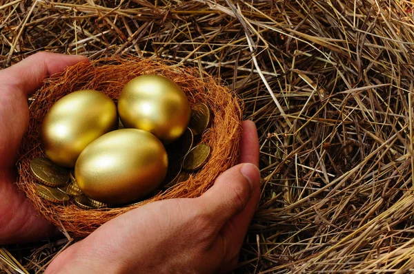 Shiny Golden Eggs Golden Coins Real Bird Nest Hand Straw Royalty Free Stock Images
