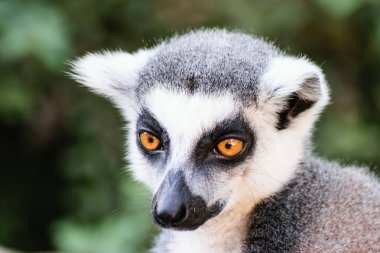 Bir Lemur Prag Hayvanat Bahçesi portresi