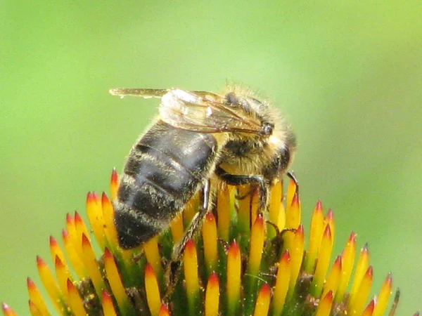 Пчела Работой — стоковое фото