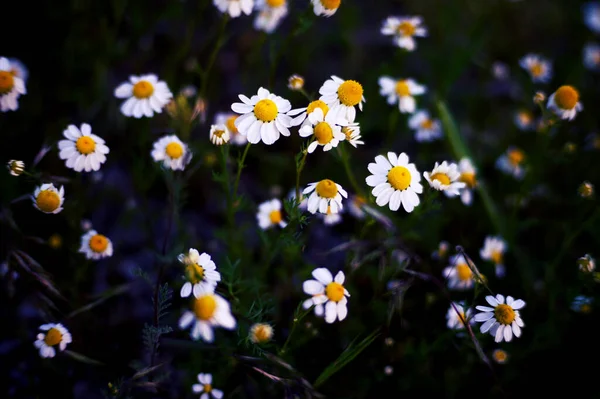 Campo Margherite All Aria Aperta Natura Primo Piano — Foto Stock