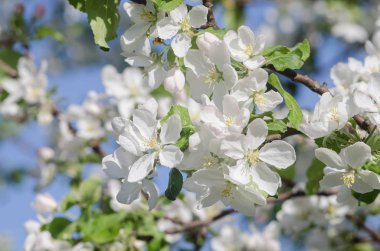 Blossoming branch of apple tree on a background of blue spring s