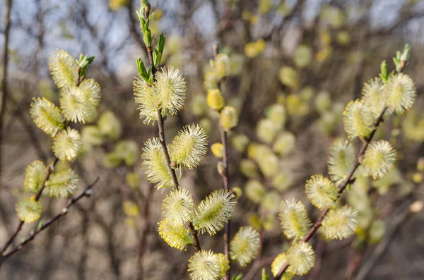 Spring Willow Branches Blooming Yellow Buds Blurred Background — Stock Photo, Image