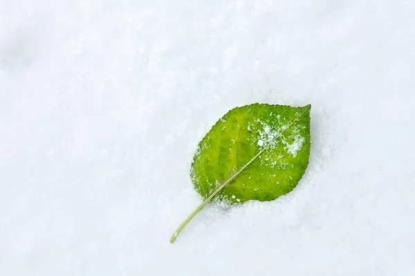 Levél a hó — Stock Fotó