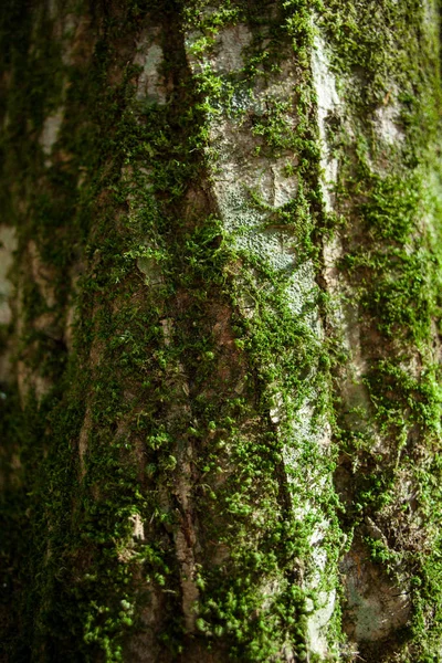 Oak Trunk with Moss — Stock Photo, Image