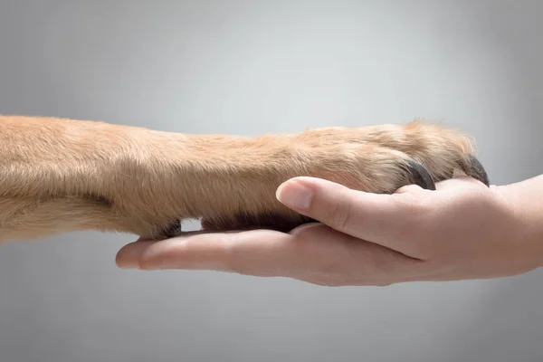 Pies, dając łapa — Zdjęcie stockowe