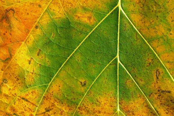 Texture of Green and Yellow Leaf — Stock Photo, Image