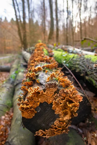 Orange Trametes Fungus Detail Dead Tree Trunk — Stock Photo, Image