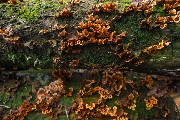 Oranje Trametes Schimmel Detail Een Dode Boomstronk Stockfoto