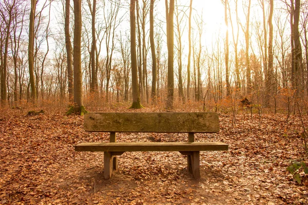 Banc Bois Sur Feuillage Brun Dans Forêt Steinbachtal Netzbachtal Allemagne Images De Stock Libres De Droits