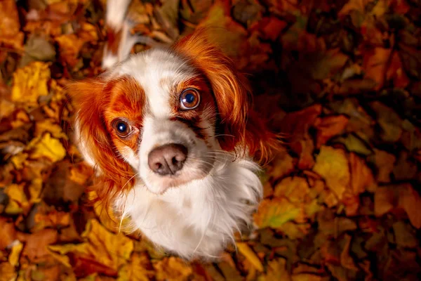 Portrait Roi Cavalier Assis Sur Des Feuilles Sèches Photo De Stock