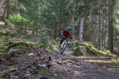 Ormandaki Tarscher Alm Patikası 'nda dağ bisikleti, yosun ve kökleri olan Vinschgau İtalya. Kırmızı gömlekli ve kasklı adam..