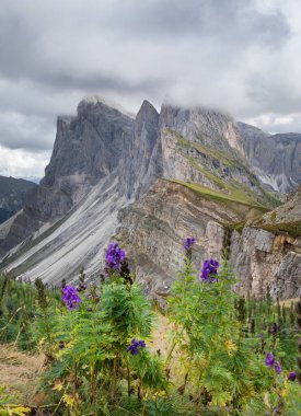 Avrupa Dolomit Alpleri 'nde ağır bulutlu Seceda' nın dramatik dağ zirveleri, ön planda çiçekler, dik uçurum, Güney Tyrol İtalya