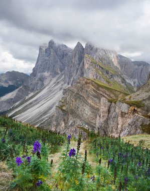 Avrupa Dolomit Alpleri 'nde ağır bulutlu Seceda' nın dramatik dağ zirveleri, ön planda çiçekler, dik uçurum, Güney Tyrol İtalya