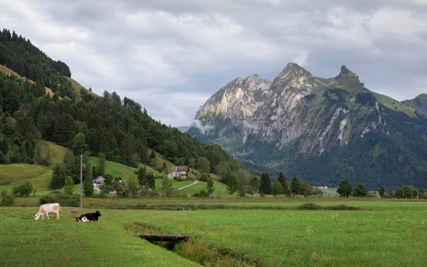 Hory Krávy Loukách Jezera Sihlsee Mraky Obloze Einsiedeln Švýcarsko — Stock fotografie