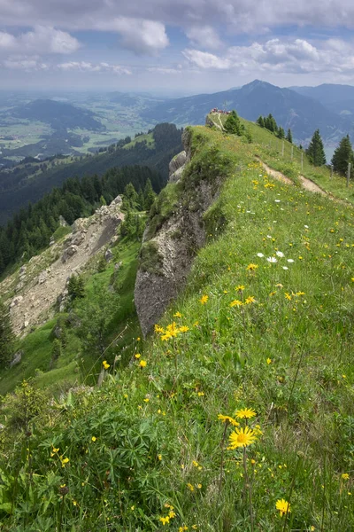 Flowers Summer Meadow Cliff Mountain Nagelfluhkette Allgaeu Oberstaufen Germany — Fotografia de Stock