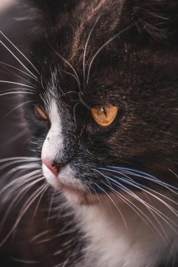 Kasvetli kedinin görme