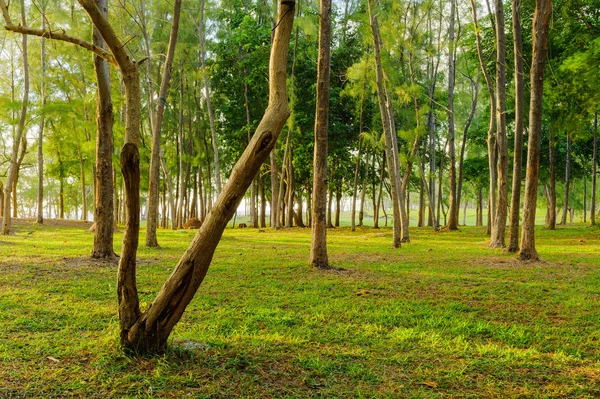 Regenwald an der Küste. Mauritius-Insel — Stockfoto