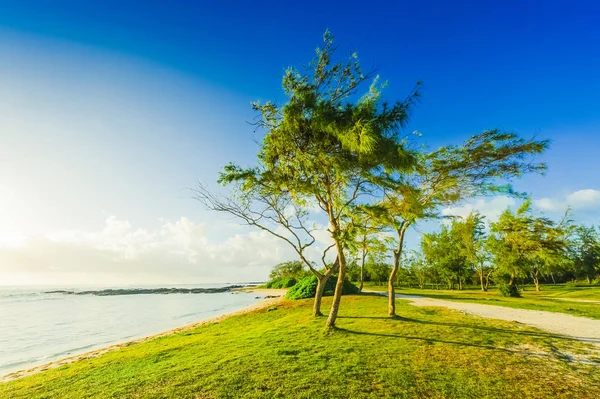 Wieczorny krajobraz z drzew na brzegu oceanu. Wyspa Mauritius — Zdjęcie stockowe