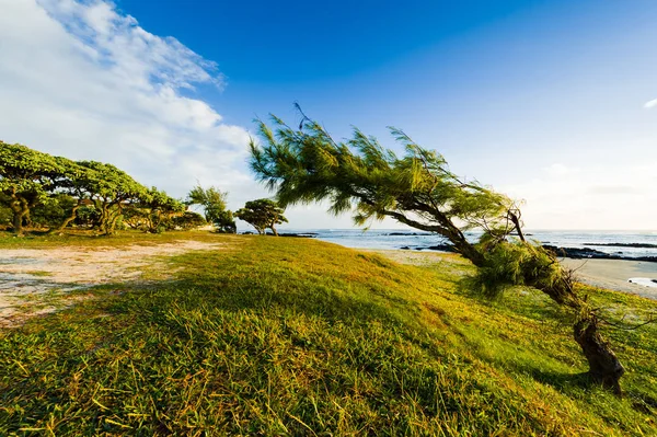 Paesaggio serale con alberi sulla riva dell'oceano. Isola di Maurizio — Foto Stock