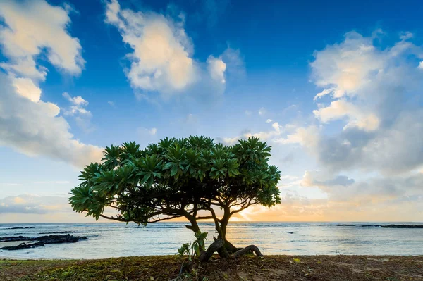 Este táj fák, az óceán partján. Mauritius Sziget — Stock Fotó