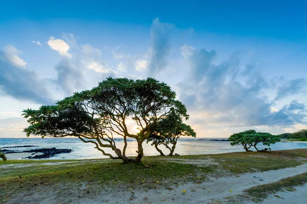 Paesaggio serale con alberi sulla riva dell'oceano. Isola di Maurizio — Foto Stock
