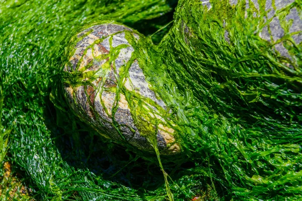 Algas verdes pitorescas e pedras de granito na costa do — Fotografia de Stock