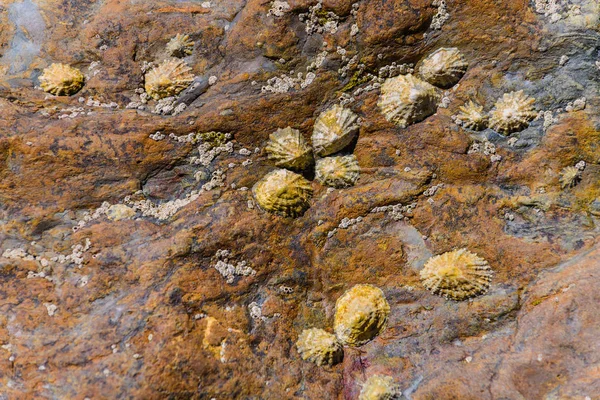 Pintorescas rocas de granito y almejas en la costa del Crozo — Foto de Stock