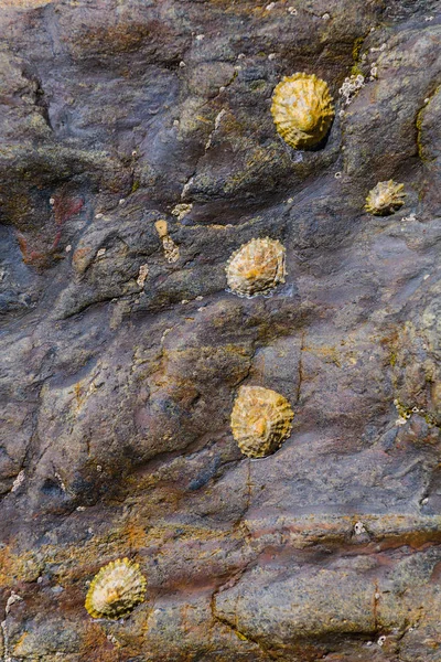 Schilderachtige granieten rotsblokken en mosselen aan de kust van de Crozo — Stockfoto